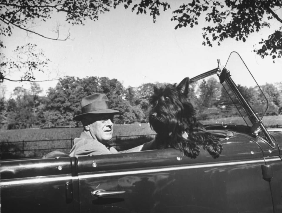 Franklin Delano Roosevelt FDR tuvo varios perros, pero quizás el más famoso fue Fala, un pequeño terrier escocés negro que viajaba a todas partes con el presidente.