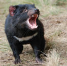 <b>Tasmanian Devil - Tasmania, Australia, 2008</b> <p> Found only on the island of Tasmania, this is one of the fiercest critters I’ve seen -- especially at feeding time!</p>