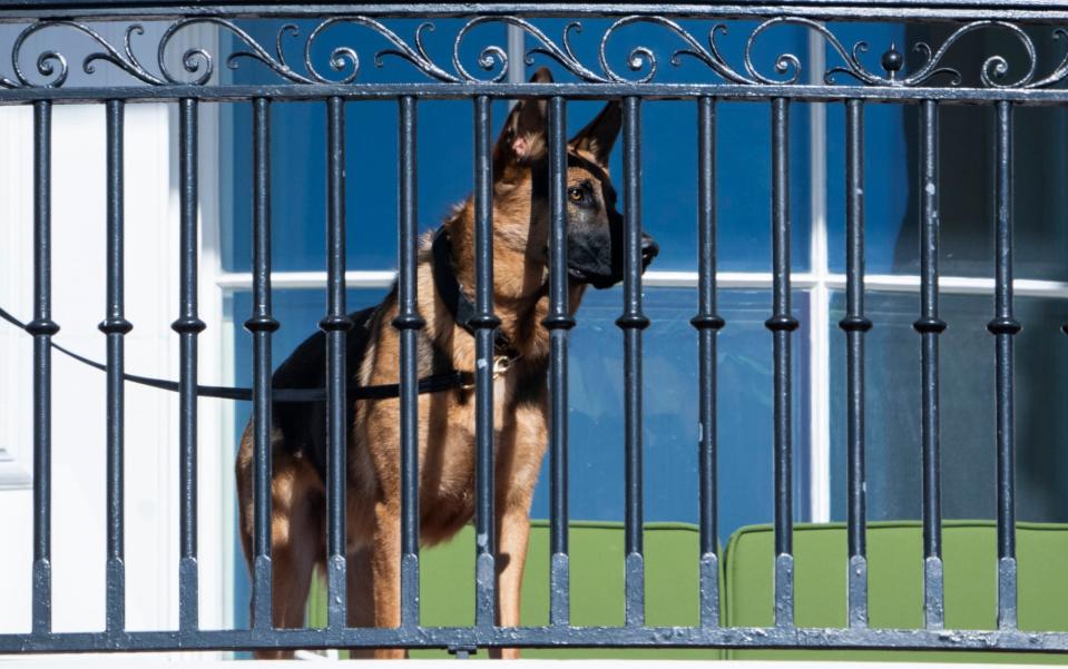 Commander, the Bidens' German shepherd, was last seen at the White House on Sept 30