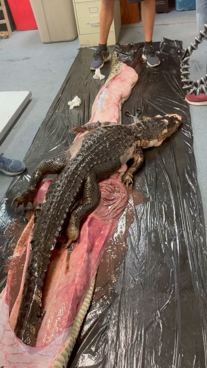 The 18-foot-python that swallowed a 5-foot gator stretched across the room, as Moore and her colleagues performed a necropsy.