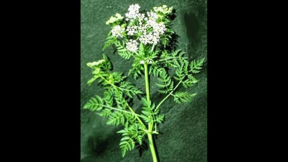 Poison hemlock is extremely dangerous to humans and animals.