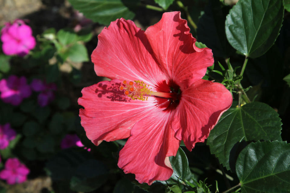 Hibiscus