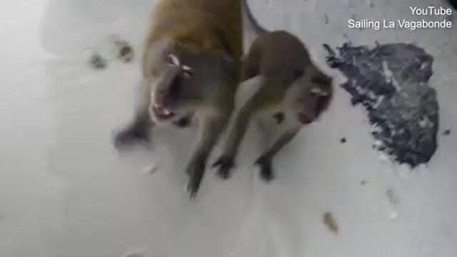 這群猴子保有非常濃厚又原始的野性。（翻自《每日郵報》）