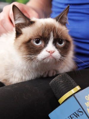 Grumpy Cat Brings Grumpy Lawsuit Over Infringement of Intellectual Property  – The Hollywood Reporter