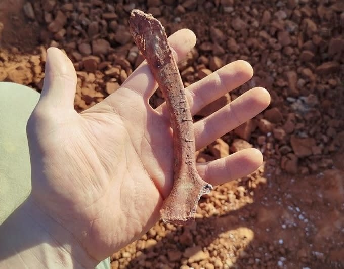 A Gnathovorax cabreirai bone uncovered by flooding in São João do Polêsine, Brazil. Rodrigo Temp Müller / Cappa / UFSM