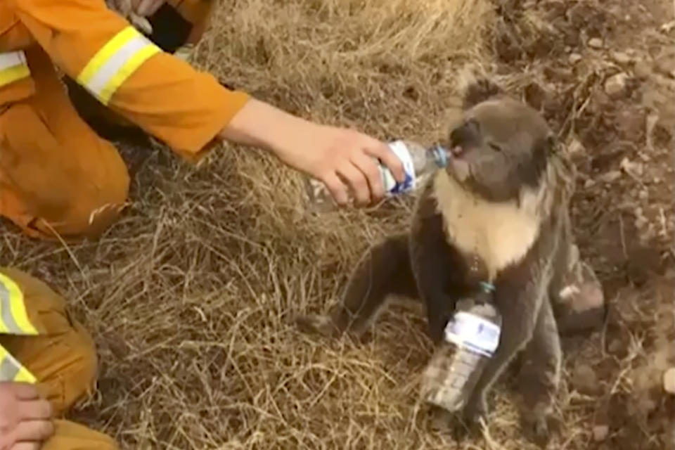 In this image made from video taken on Dec. 22, 2019, and provided by Oakbank Balhannah CFS, a koala drinks water from a bottle given by a firefighter in Cudlee Creek, South Australia. Around 200 wildfires were burning in four states, with New South Wales accounting for more than half of them, including 60 fires not contained. (Oakbank Balhannah CFS via AP)