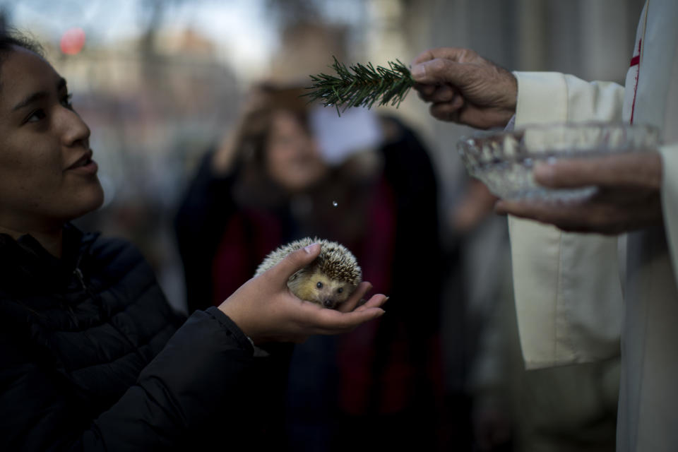 A hedgehog is blessed by a priest during the feast of Saint Anthony, Spain’s patron saint of animals, in Barcelona, Jan. 17, 2019. (Photo: Emilio Morenatti/AP)