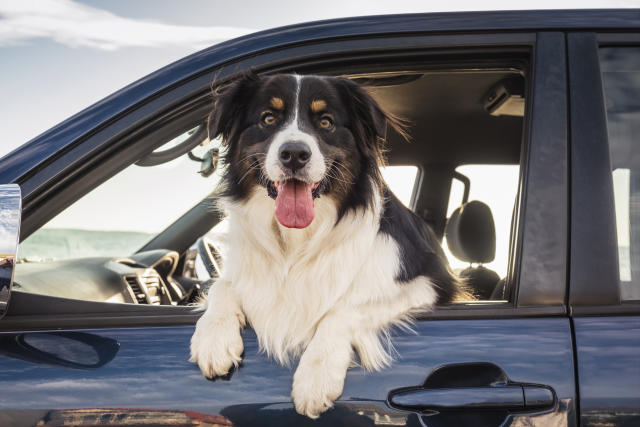 Protectores De Puertas De Coche Para Mascotas, Práctico