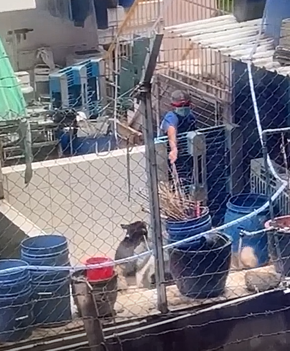 荃灣豪力中心露天平台曾困養多隻狗，有讀者提供的影片顯示有人隔著閘門向狗揮棍。