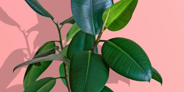 My rubber tree, as wonderful as it is, is getting too big for my apartment.  What should I do? : r/houseplants