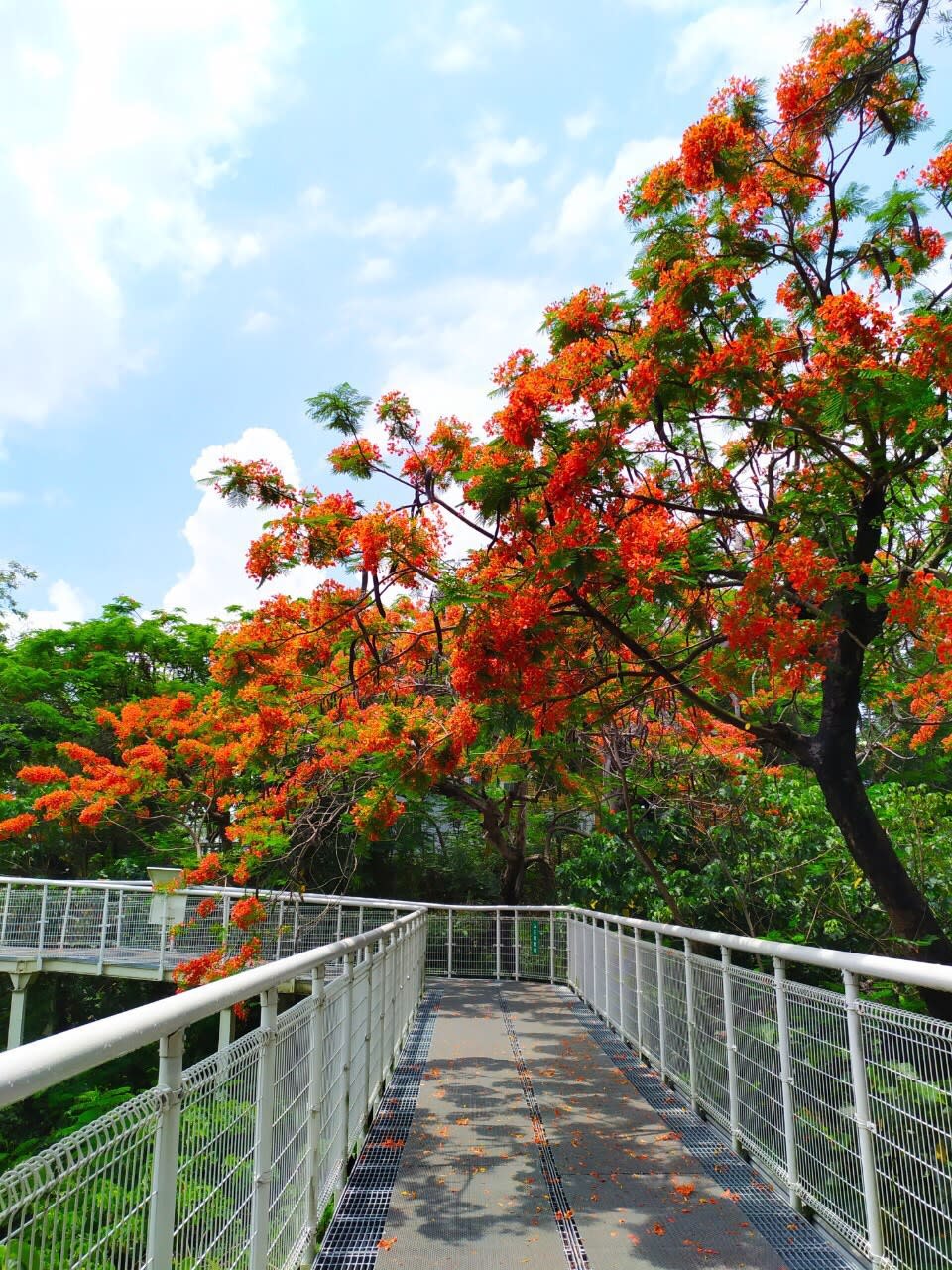 八卦山天空步道(圖片來源：彰化縣政府)