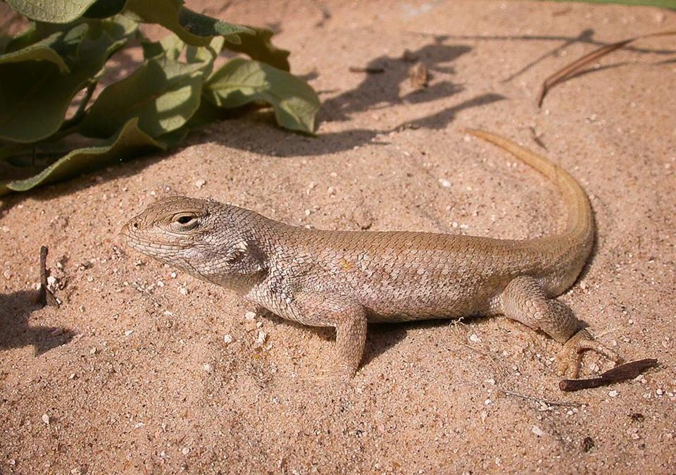 Dunes sagebrush lizard.