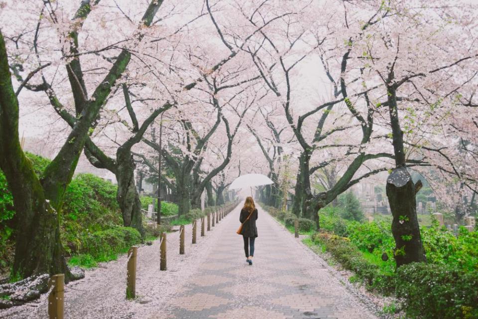 Woman holding an umbrella walking through a row of cherry blossom trees in full bloom