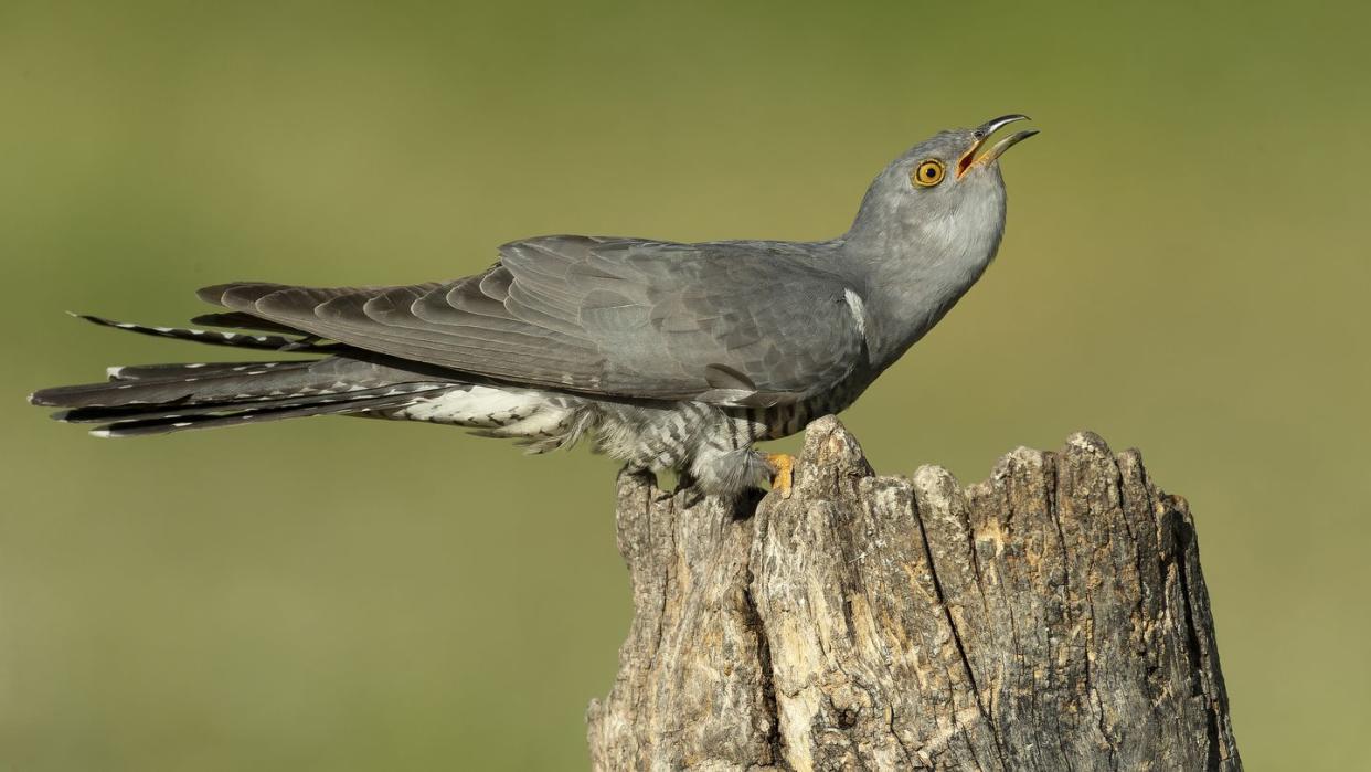 close up of cuckoo perching on wood