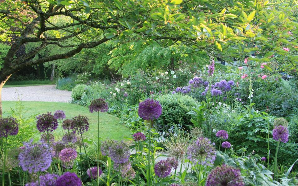 Alliums in a garden in Kent, by Marian Boswall - MBLA