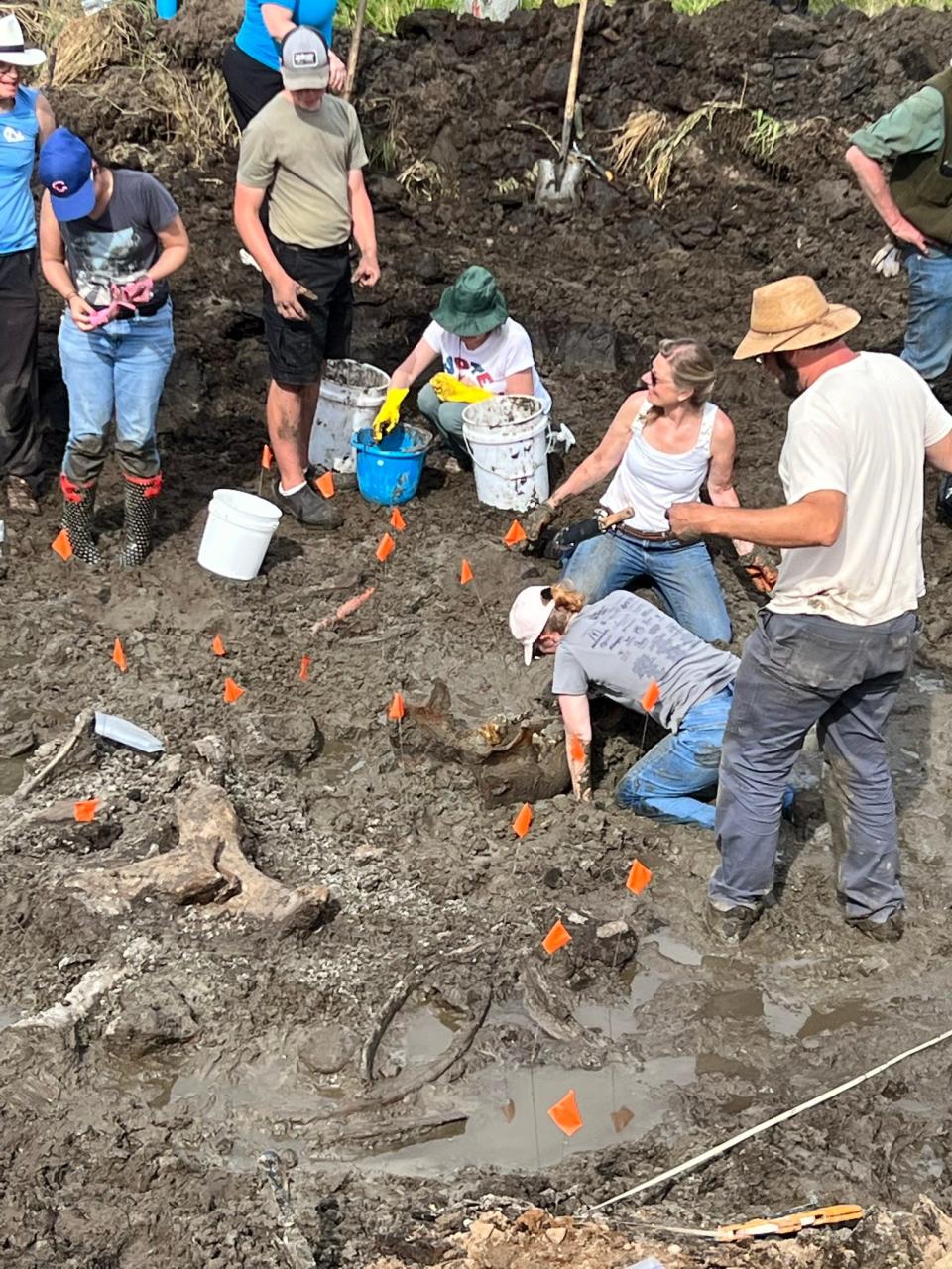 Grand Rapids Public Museum workers excavate mastodon bones from a Kent County field Aug. 12.