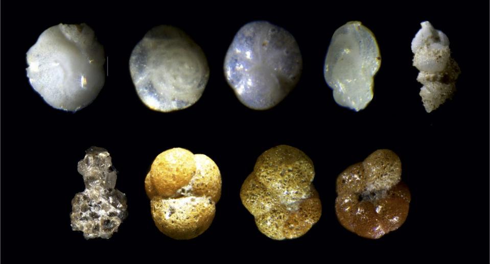 Some example of foraminifera shells. <a href="https://commons.wikimedia.org/wiki/File:Foraminifera_Phototable.jpg" rel="nofollow noopener" target="_blank" data-ylk="slk:From Anna Tikhonova, Sofia Merenkova, Sergei Korsun and Alexander Matul via Wikimedia;elm:context_link;itc:0;sec:content-canvas" class="link ">From Anna Tikhonova, Sofia Merenkova, Sergei Korsun and Alexander Matul via Wikimedia</a>, <a href="http://creativecommons.org/licenses/by/4.0/" rel="nofollow noopener" target="_blank" data-ylk="slk:CC BY;elm:context_link;itc:0;sec:content-canvas" class="link ">CC BY</a>