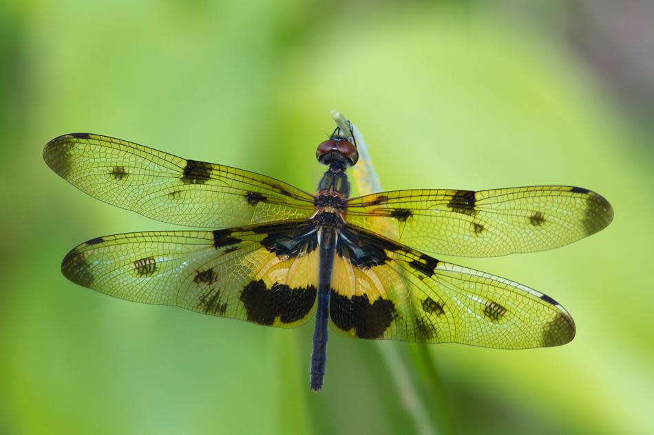 A Common Picturewing (Rhyothemis variegata) dragonfly takes a break from its hunt.