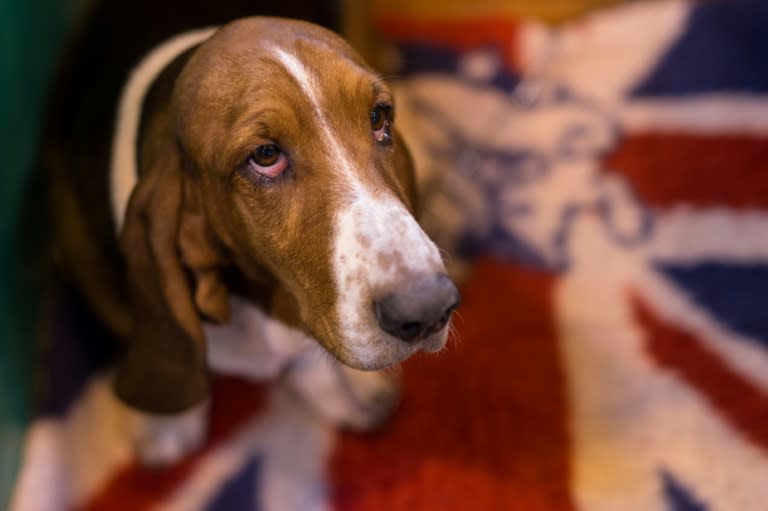 A Basset Hound pictured on the first day of the Crufts dog show at the National Exhibition Centre in Birmingham, central England, on March 9, 2017