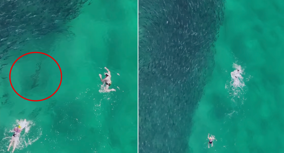 Drone footage of swimmers in Bondi encountering the grey nurse shark.