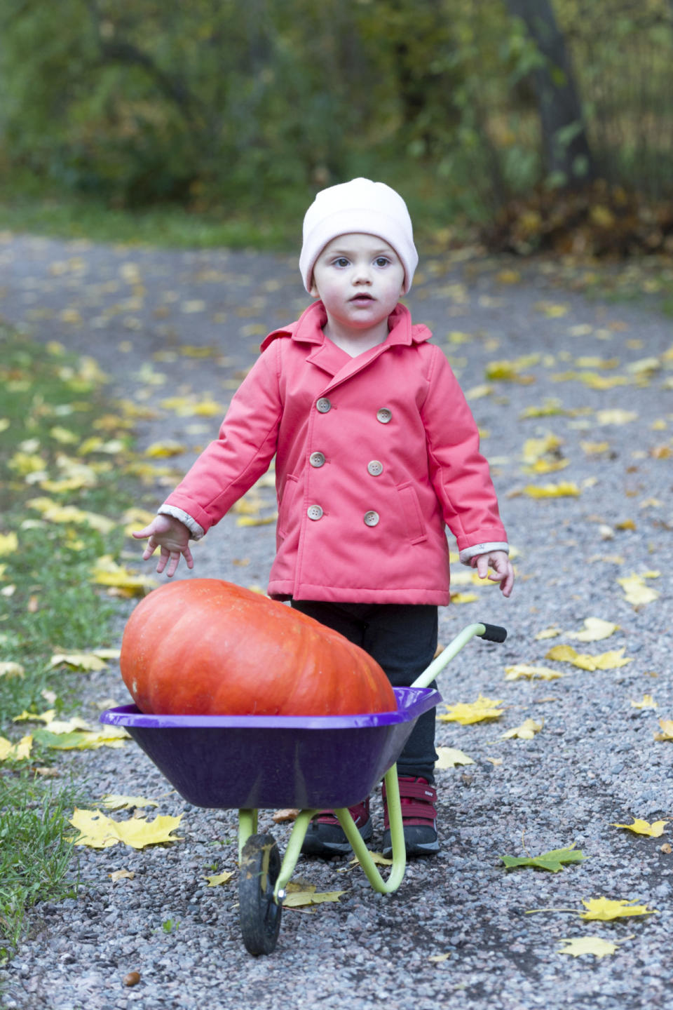 Auch in Schweden werden im Herbst Kürbisse ausgekratzt und kunstvoll verziert. Prinzessin Estelle hat ein Prachtexemplar im Haga-Park gefunden, das jetzt nach Hause gebracht werden muss. Am besten mit einer Schubkarre.