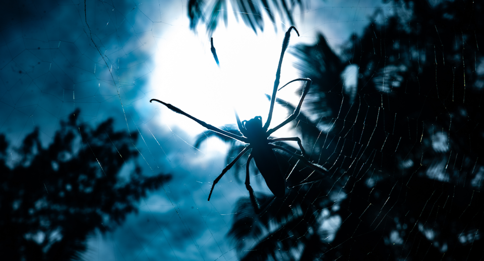 A spider by the moonlight.