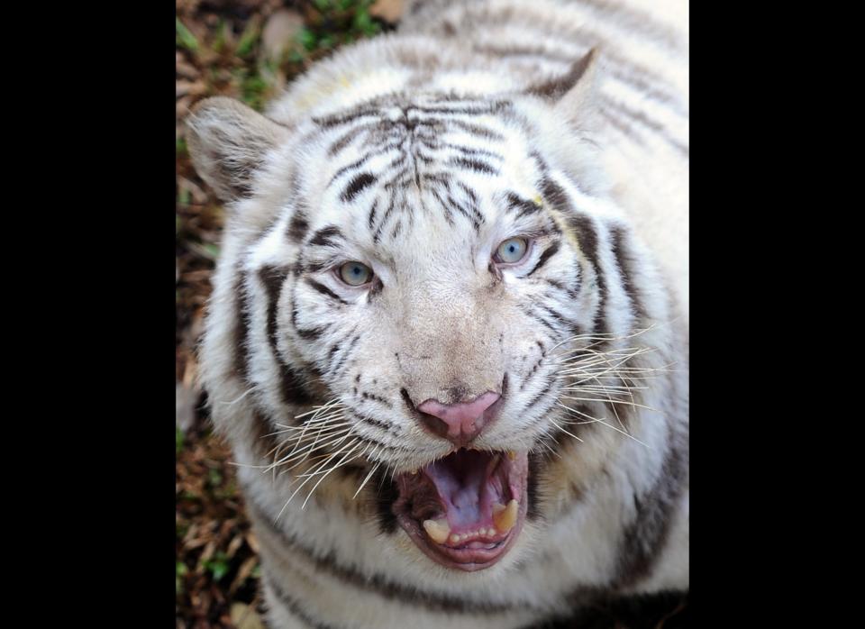 A White Tiger (Panthera Tigris) walks in the Zoological Gardens in Colombo on March 2, 2010.     A pair of tigers were presented by The Chinese government to the Sri Lankan zoo as a mark of friendship. February 14, 2010 marked the start of 'The Year of the Tiger' according to the Lunar Calendar.   AFP PHOTO/Ishara S.KODIKARA (Photo credit should read Ishara S.KODIKARA/AFP/Getty Images)