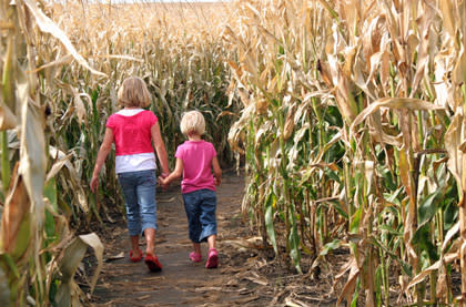 Visit a corn maze