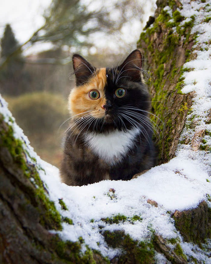 <p>Según la organización de salud animal Peteducation, se denomina ‘quimera’ a la combinación de colores en el rostro de un gato y esto tiene que ver con cromosomas extra durante la gestación. </p>