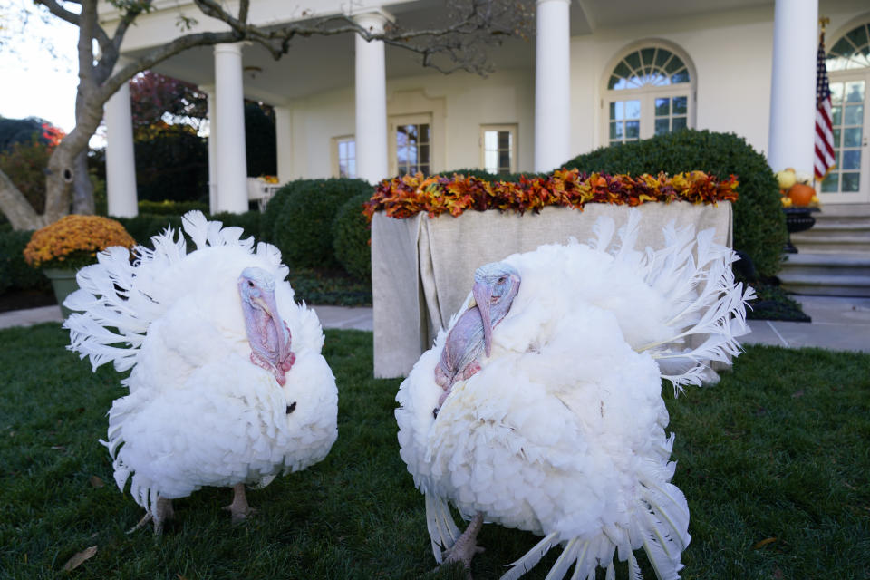 The two national Thanksgiving turkeys, Peanut Butter and Jelly, are photographed in the Rose Garden of the White House before a pardon ceremony in Washington, Friday, Nov. 19, 2021. (AP Photo/Susan Walsh)