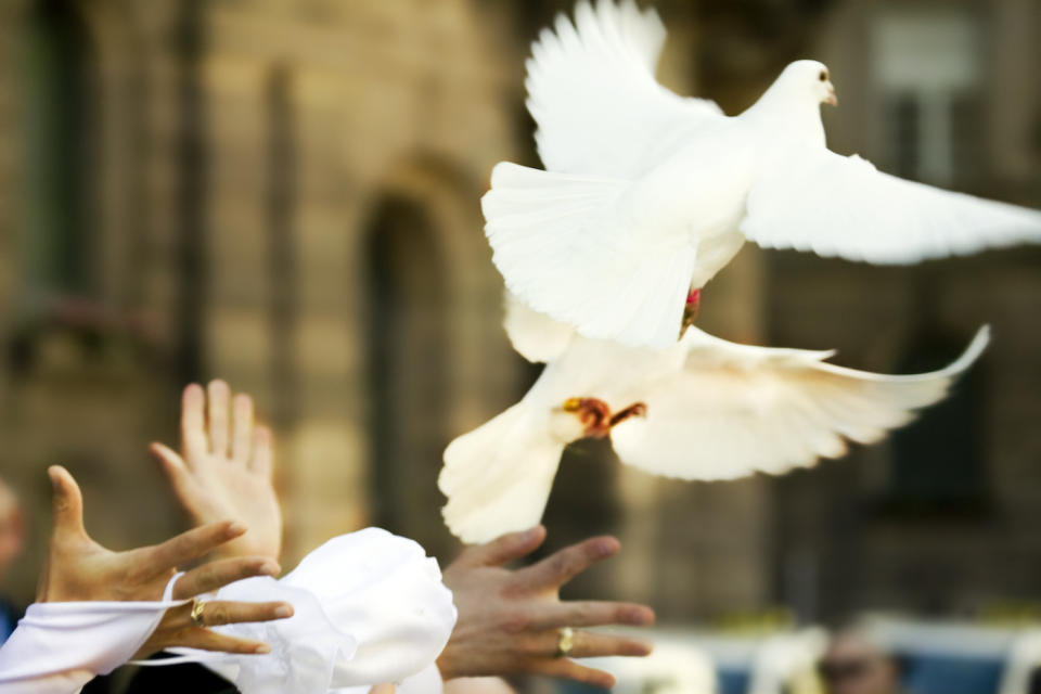 Tauben werden bei Hochzeiten durch Transportboxen, plötzliches Freilassen, blendendes Licht und Anfassen purem Stress ausgesetzt. (Bild: Getty Images)