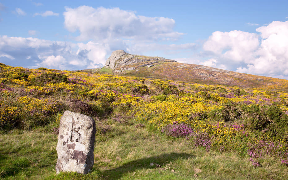 <p>Gorse and heather blossom on the slopes of Haytor Dartmoor National Park in the United Kingdom.</p>