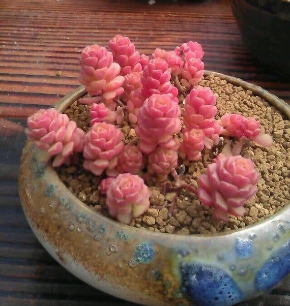 3) Sedum versadense, pink succulent, rare succulent, 10 seeds