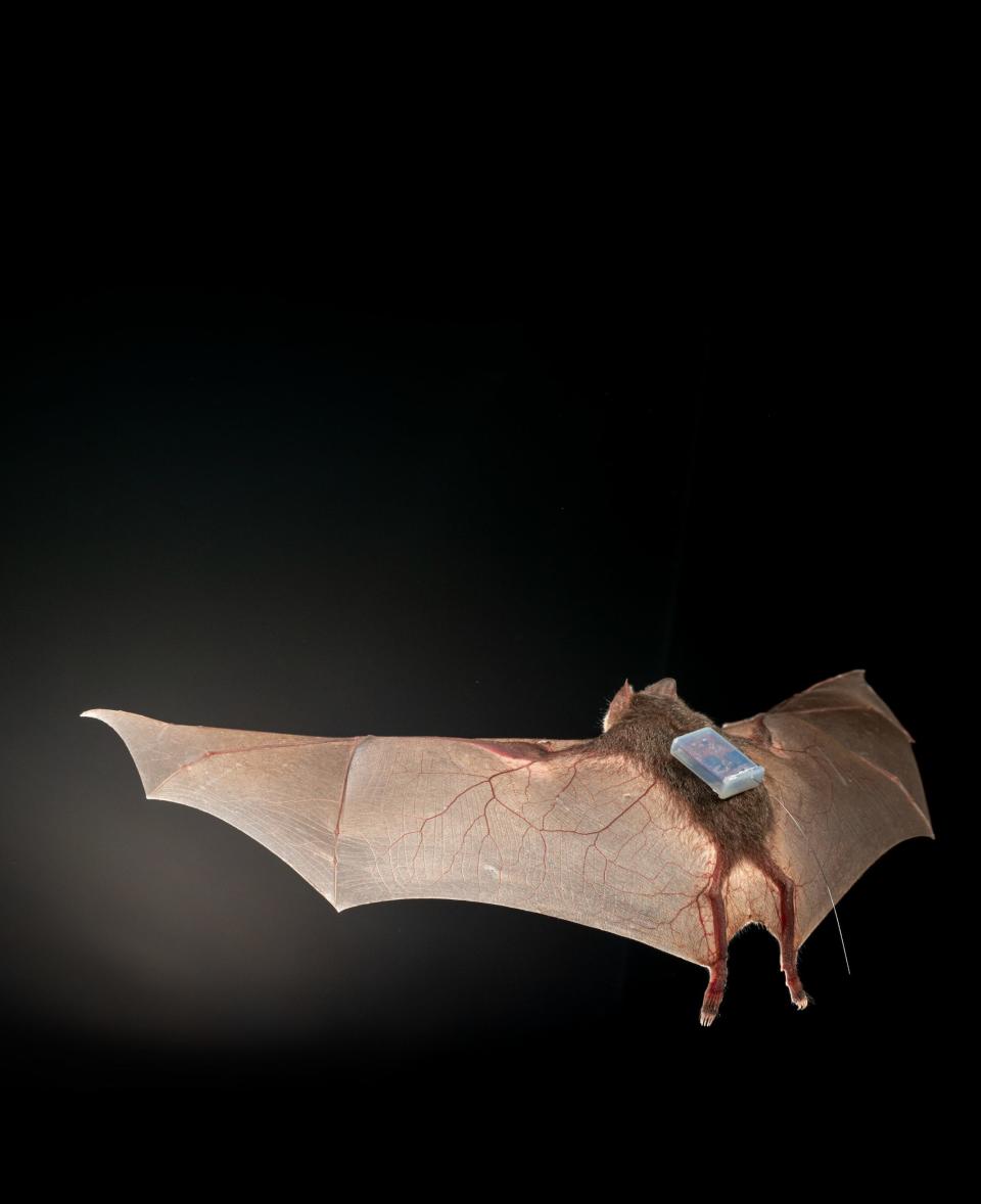 A tagged vampire bat (Desmodus rotundus) wears technology developed to better study bat social behavior.  The sensor network technology is made possible in part by Internet of Things chips developed by Austin-based Silicon Labs. [Courtesy of Sherri & Brock Fenton]