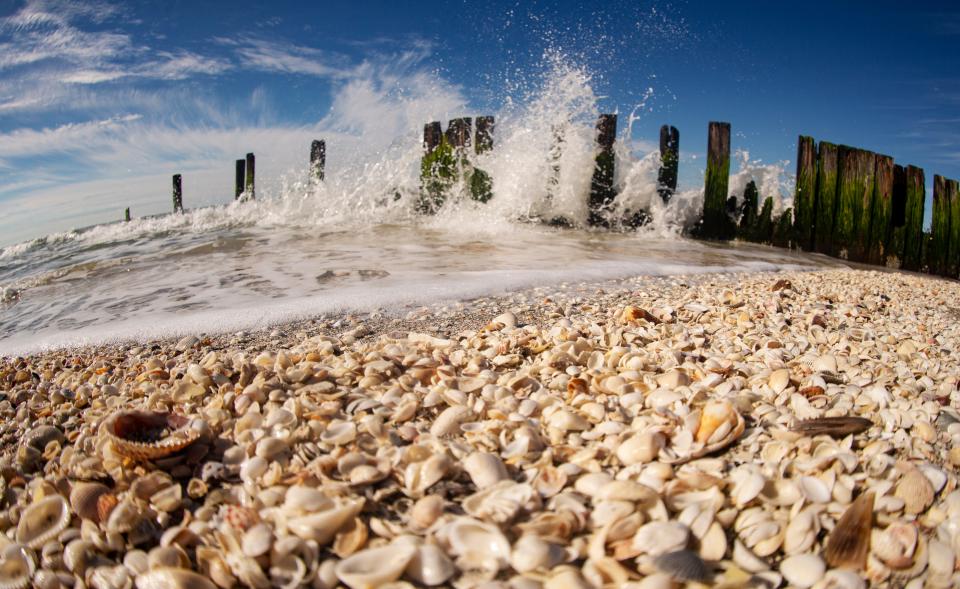 Shells pile up on a Sanibel beach on Tuesday, Jan. 30, 2024.