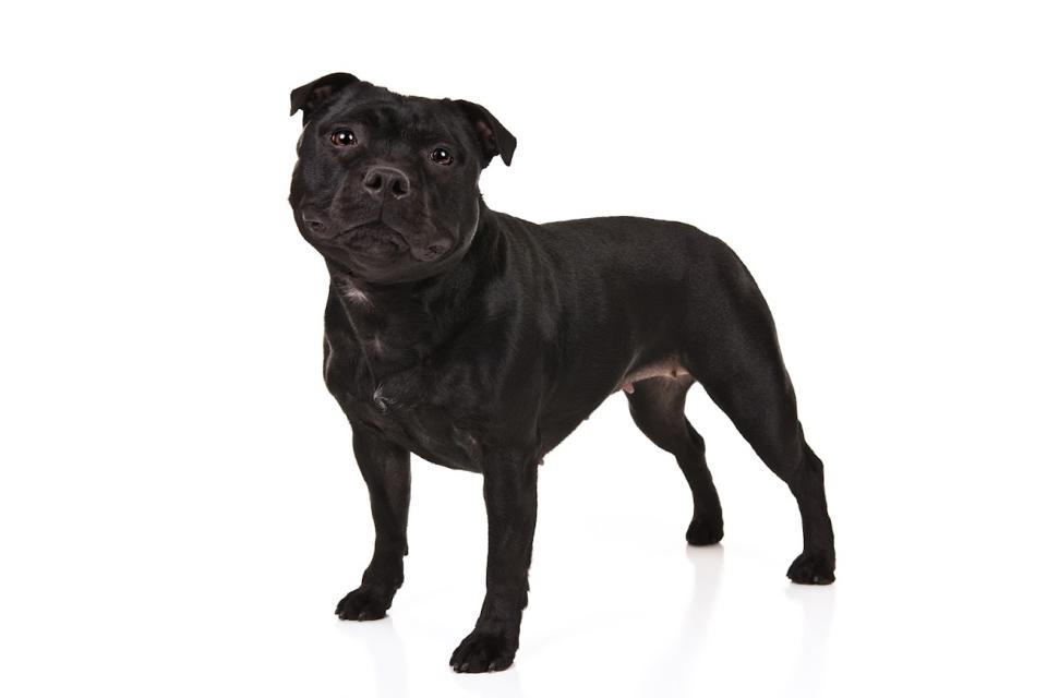 Staffordshire bull terrier (Courtesy of the AKC)