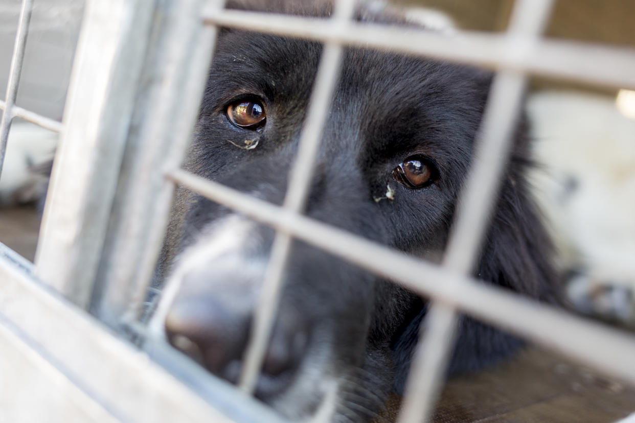 Homeless and ownerless sad dogs are kept in cages.