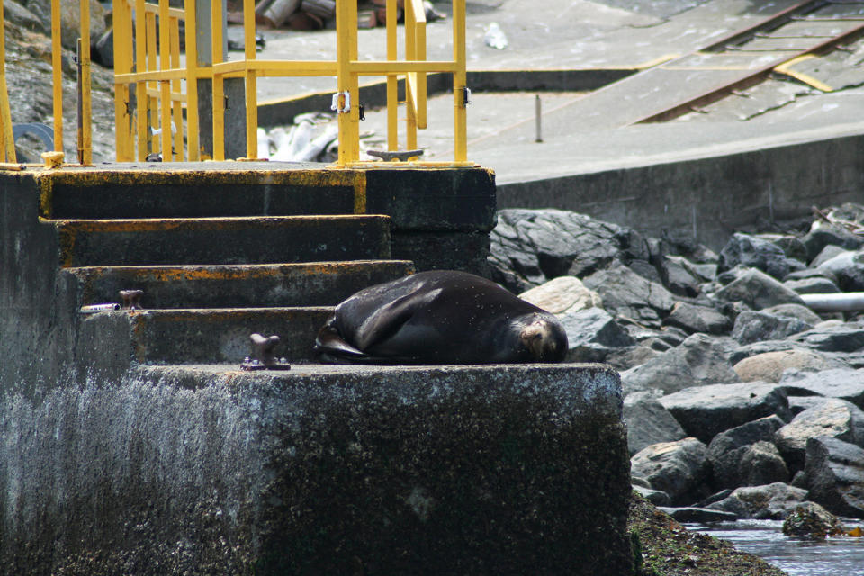 California sea lion sunbathing