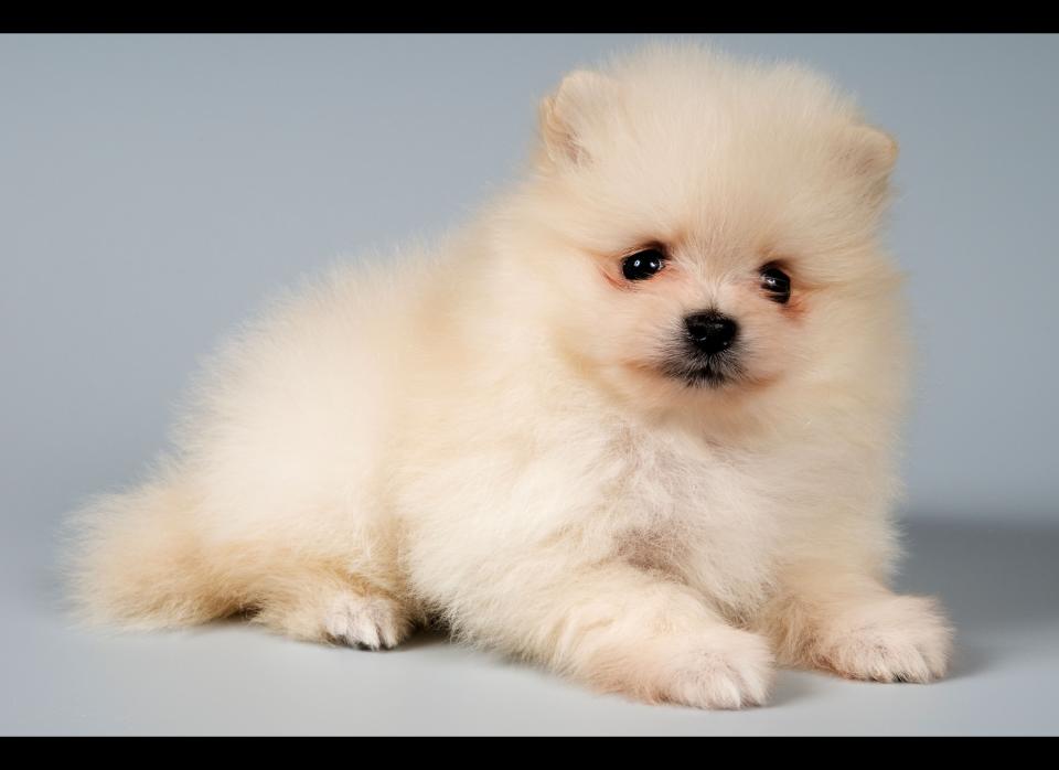 We all know <a href="http://www.youtube.com/watch?v=h-1MnpI20gI). " target="_hplink">Boo</a>, possibly the world's cutest dog. And he's no exception to the rule -- Pomeranian puppies are almost too cute to exist. Coupled with their lively manner and willingness to learn, they can basically do no wrong. Name one human companion you can say that about. 