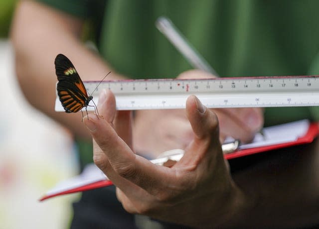 A postman butterfly 