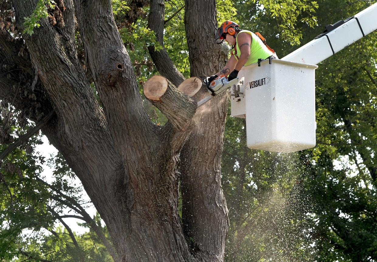 City of Springfield Public Works employee Larry Long cuts off branches as the city removes a damaged tree at the corner of Carolina Avenue and Keys Avenue on Wednesday, July 19, 2023. Some 300 trees were damaged by a derecho and storms in Springfield on June 29.