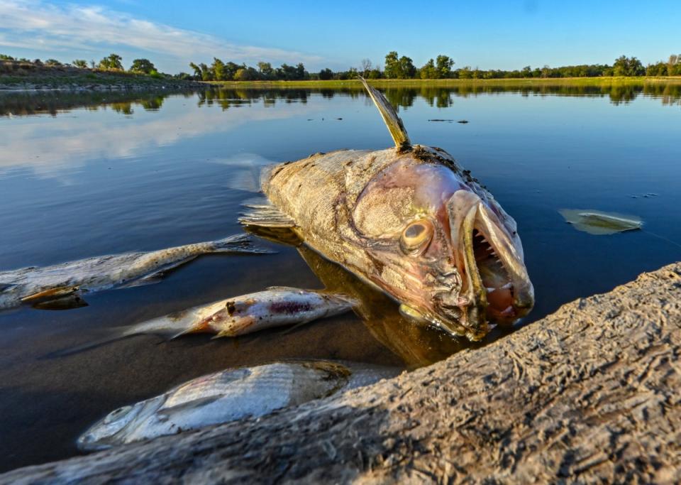 Thousands of dead fishes recovered from Oder river: Dead fish float in the shallow waters of the German-Polish border river Oder ((c) Copyright 2022, dpa (www.dpa.de). Alle Rechte vorbehalten)