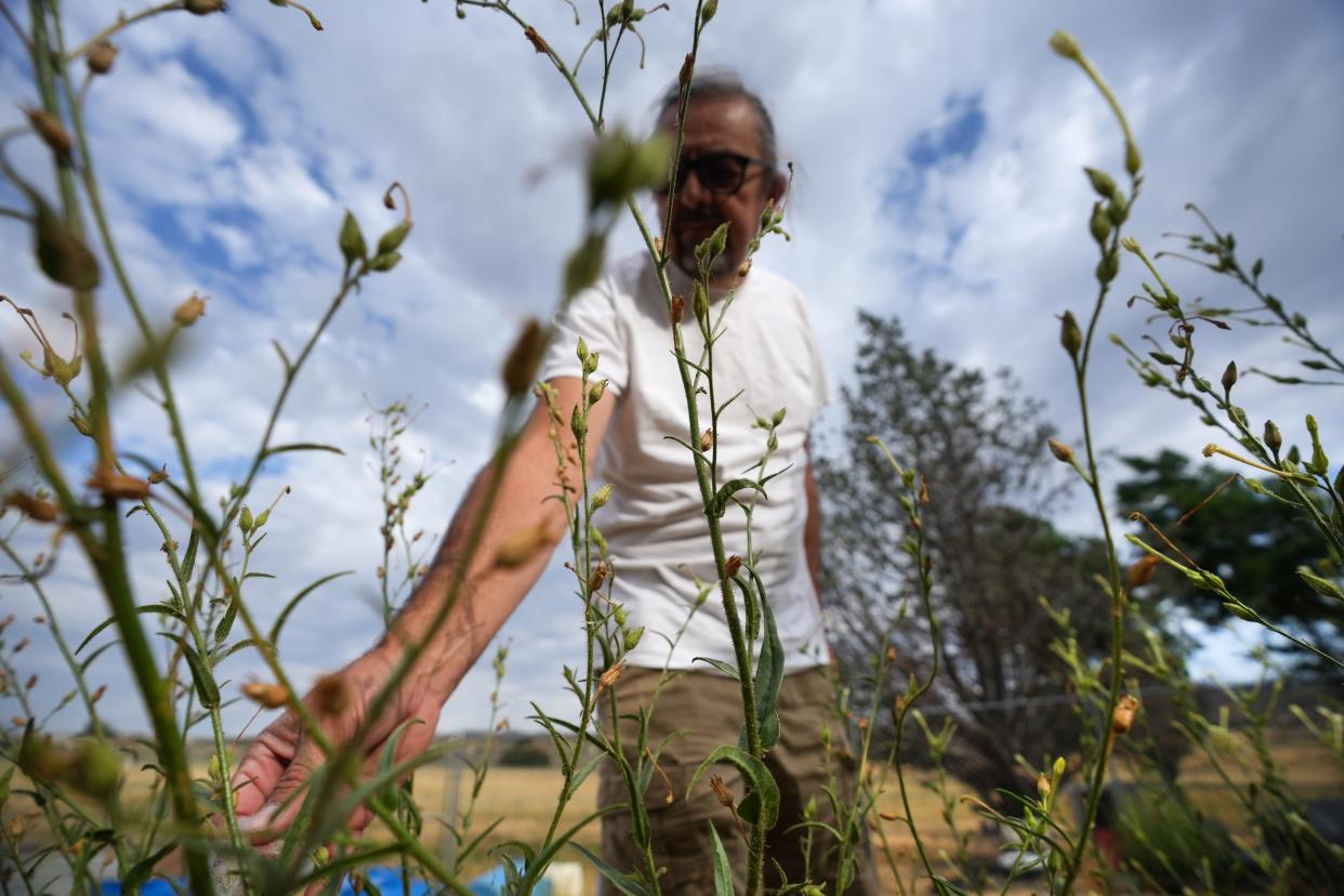 Gerald Clarke, an artist, professor and member of the Cahuilla Band of Indians, grabs some tobacco seeds from a plant at his family ranch on Cahuilla Reservation land Wednesday, July 27, 2022.