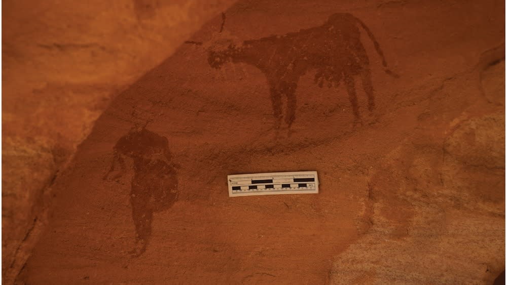  Rock art engravings of cattle found by archaeologists in Sudan. 