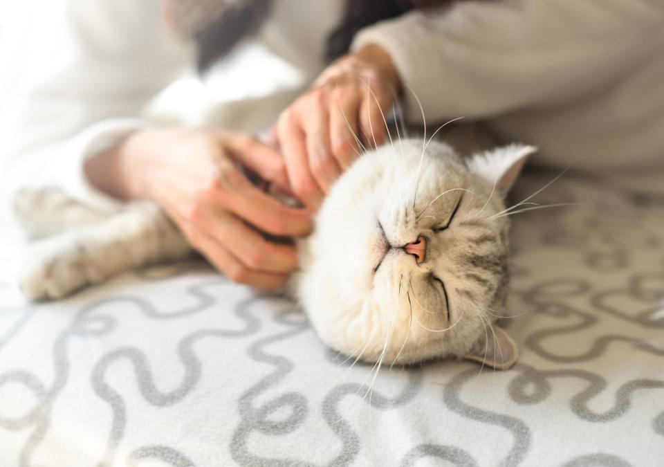 30 Cute Cat Photos You Can't Help But Smile At