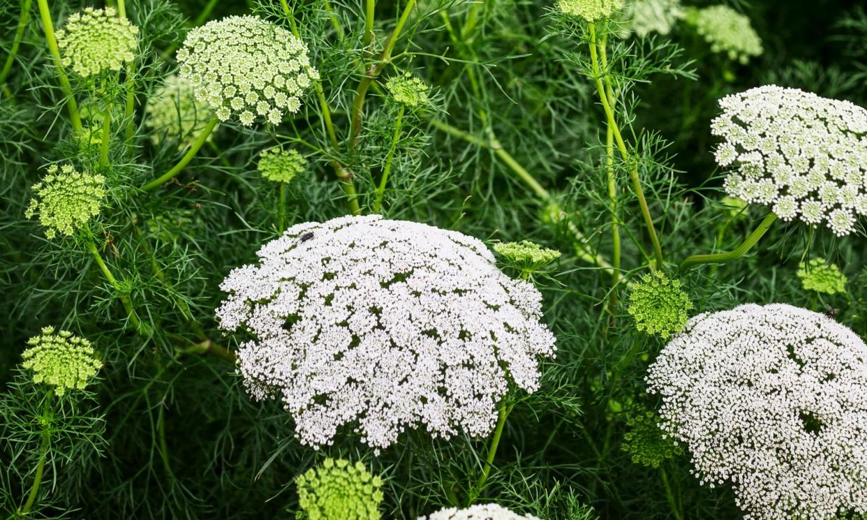 <span>‘I put an informal garden centre ban in place a few years ago when I got nerdy about nurseries.’</span><span>Photograph: firina/Getty Images</span>