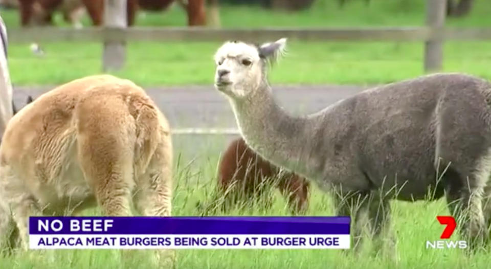 Alpaca meat is said to be low in calories and high in protein. Source: 7 News