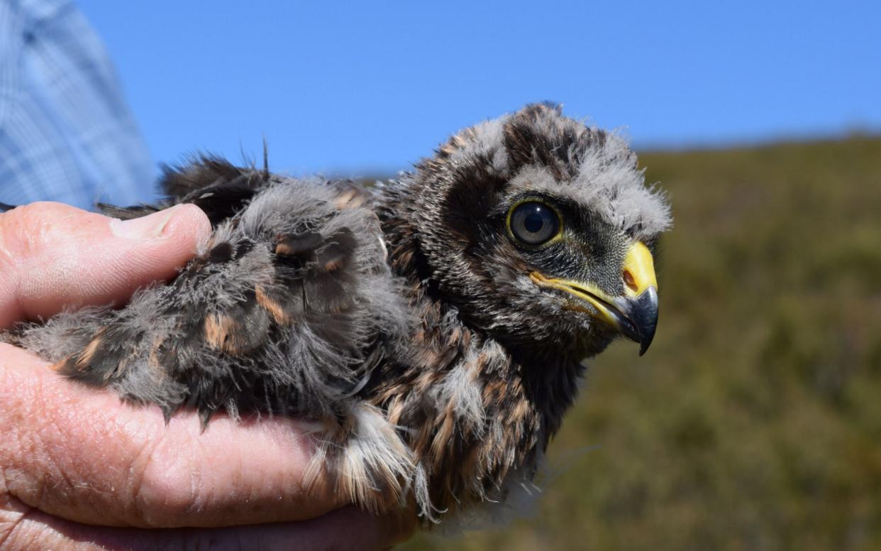 The RSPB said multiple harriers had gone missing over grouse moors - Shaila Rao /Saltire