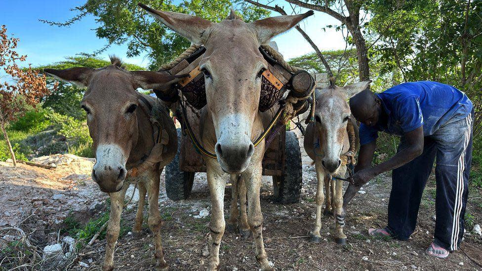 Un hombre trabajando con su burros en Lamu, Kenia.