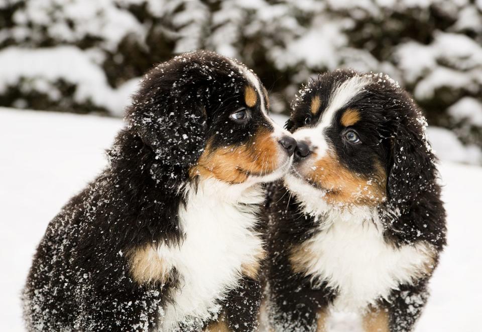 These Two Puppy Siblings